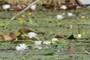 lilypads