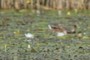 a blurry duck