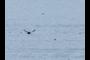 Tufted Puffin
