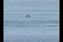 Steller's Sea Eagle (Haliaetus pelagicus)