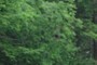 Native spruce