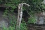 Fallen Timber