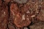 Bone Fragment?