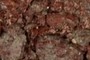 Tooth?