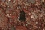 Terrestrial tooth