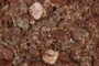 Bone fragments
