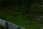 Cattails