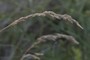 Festuca rupicola; nearbynature
