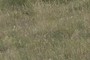 Stipa joannis; nearbynature