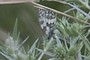 Melanargia galathea ; nearbynature