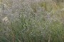 lot of many liitle white flowers ;-) nerabynature