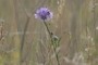 nice blue; nearbynature