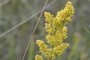 soo yellow; nearbynature