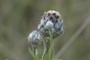 bud of the liitle blues; nearbynature
