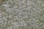 tiny white dots:nearbynature