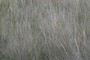 lot of grass in different species;nearbynature