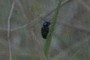 beetle; nearbynature