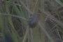 another beetle; nearbynature