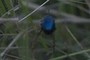really bluuue; nearbynature