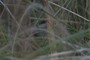 Federgras;feather grass;nearbynature