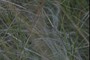 Stipa ; nearbynature