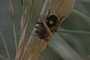 Rhyparochromus confusus;nearbynature