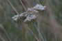 Achillea pannonica ;rare; nearbynature