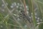 insect?; nearbynature