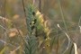 Rhinanthus serotinus; nearbynature