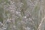 dragonfly; nearbynature