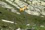 Wanderweg Signs
