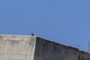 The pigeon