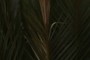 Palmtree