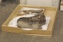 Camarasaurus lentus (CM 11338) 