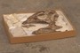 Dryosaurus altus (CM 3392) 