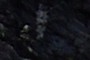 Alien Greay and spacecraft