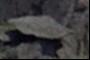 Alien Spacecraft