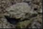 Alien Spacecraft
