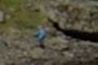 Blue Alien
