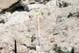 Shovel = 1 m