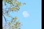 Moon Shot
