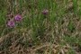 Purple rattle (Pedicularis sudetica)