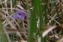 Common butterwort (Pinguicula vulgaris)