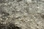 Paleotalus 