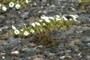Small flowers
