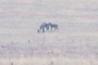 The horses