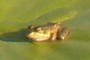 The frog