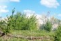 The mountain