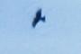The falcon