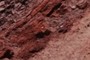 Coprolite